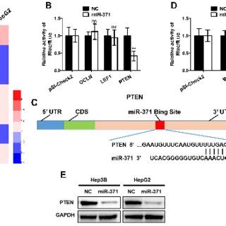 Pten Is A Direct Target Of Mir A Heat Map Representing The Mrna