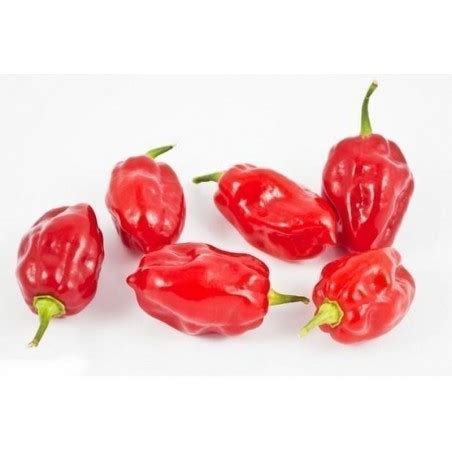 Graines De Piment Habanero Tobago Seasoning Prix 2 05