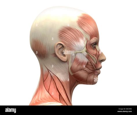 Los musculos cabeza humano fotografías e imágenes de alta resolución