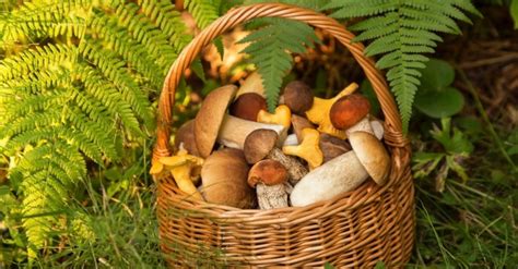 Champignons Comestibles En Automne Savoir Les Reconna Tre