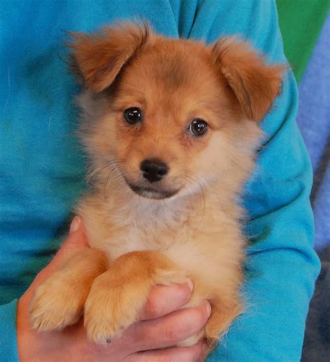Janiss Puppies Debut For Adoption Today