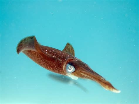 Amazing Facts About Squids Everything You Need To Know