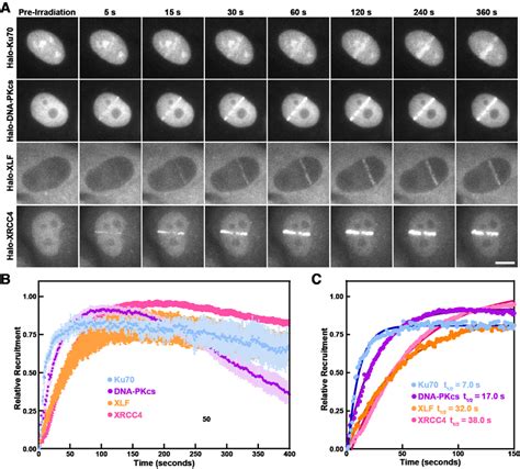 Recruitment Kinetics Of The Core Nhej Factors To Complex Dna Lesions A