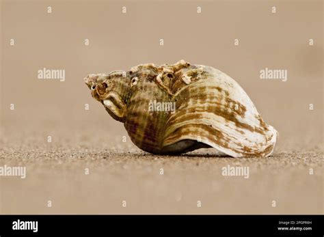 Common Whelk Buccinum Undatum Empty Shell On Sandy Beach Titchwell