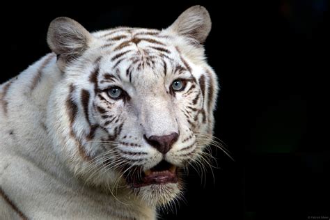 🔥 [70+] White Bengal Tiger Wallpapers | WallpaperSafari