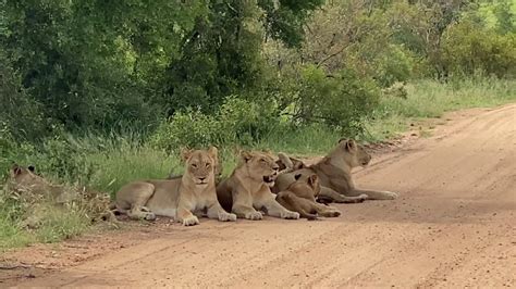 Lion Pride Has Recently Been Seen On S118 Road 24 January 2020 The