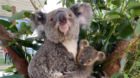 A baby koala has just emerged from her mum's pouch at this Sydney zoo