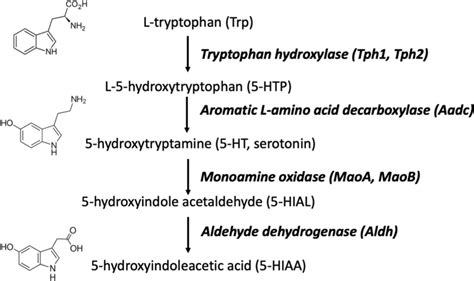 Biosynthetic pathway of serotonin and 5‐HIAA. Chemical structure ...