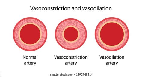 358 Vasoconstriction Images, Stock Photos & Vectors | Shutterstock