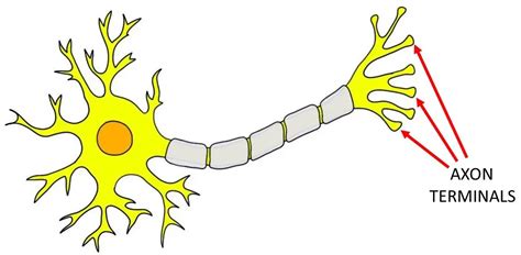 Axon Terminals Definition