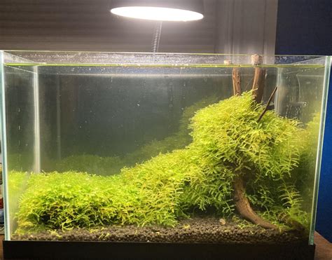 Java Moss Aquascape