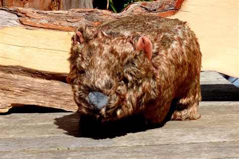 Maria Island Plush Wombat Raptor Refuge Inc