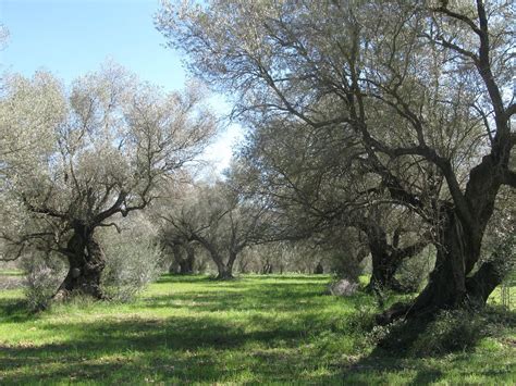 Ruta De Los Olivos Milenarios De Sant Mateu