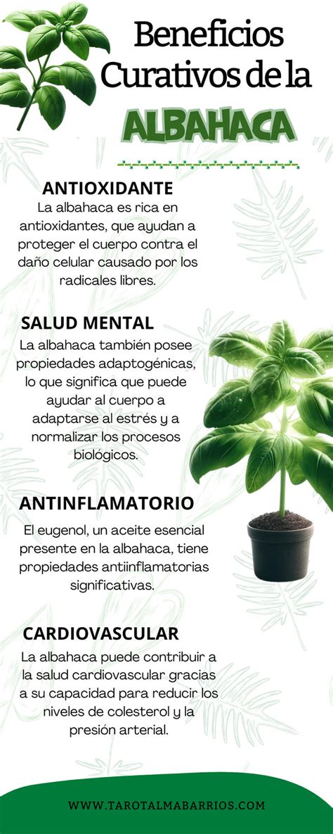 Beneficios Curativos De La Albahaca In Healing Herbs Natural