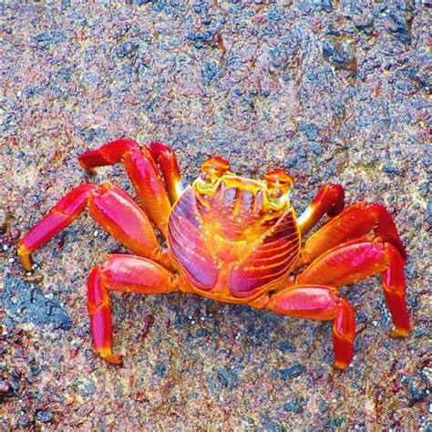 Hundreds Of These Crabs On The Galapagos Islands Named The Sally