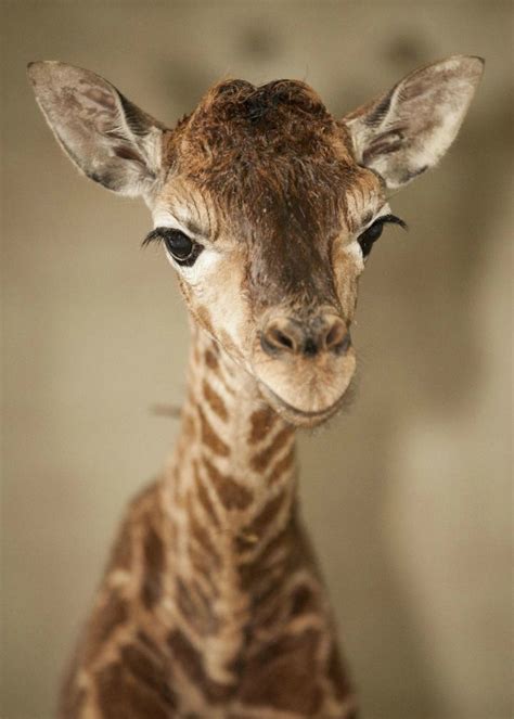 Baby Giraffe For You Jackie Cute Creatures Beautiful Creatures