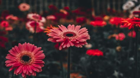 wallpaper gerbera, flower, stem HD : Widescreen : High Definition ...