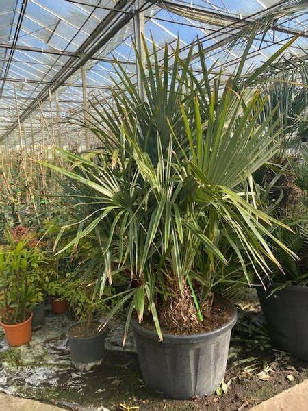 Rhapidophyllum Hystrix Pot Cm Pallet Gardenpalms