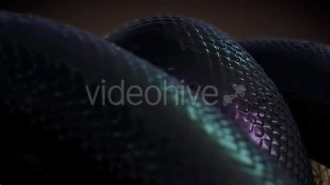 Black Snake in Slow Motion Videohive 20817452 Direct Download Motion Graphics