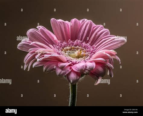 Gerbera Flower Taken Using Focus Stacking Technique Stock Photo Alamy