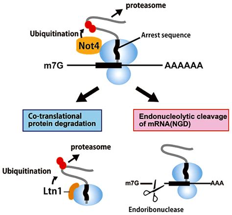 Frontiers Novel Roles Of The Multi Functional Ccr4 Not Complex In