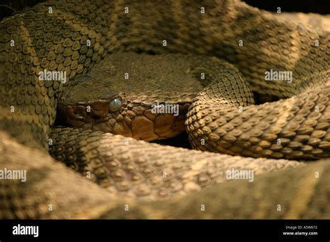 One Of The Worlds Most Dangerous Snakes The Fer De Lance Pit Viper