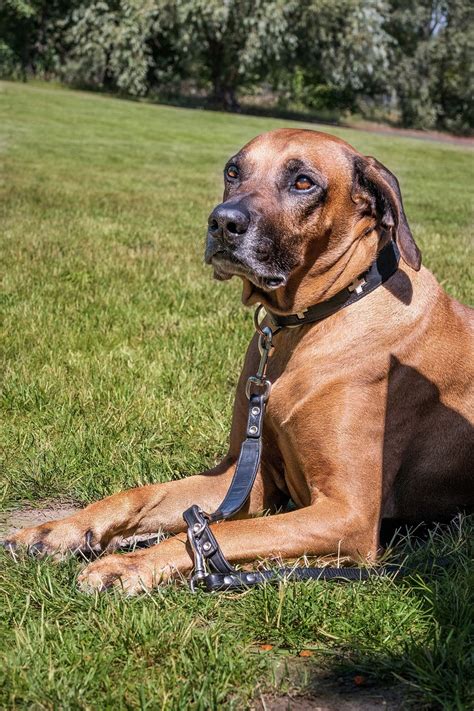 Rhodesian Ridgeback Utomhus Gratis Foto P Pixabay Pixabay