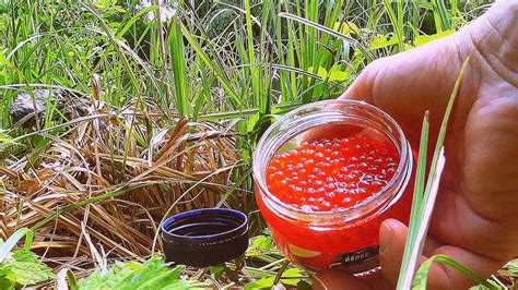 Красная икра В ДЕЛЕ! Реакция рыбы! Подводная съемка - YouTube