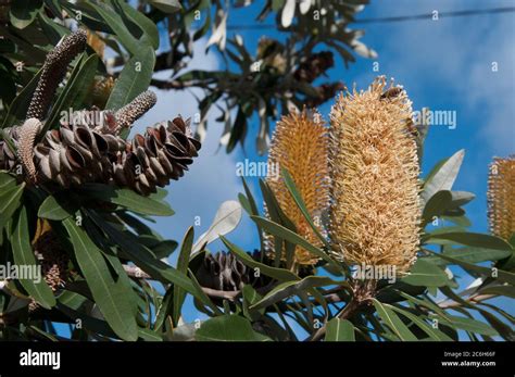 Coast Banksia Banksia Integrifolia Elwood Melbourne Australia Stock