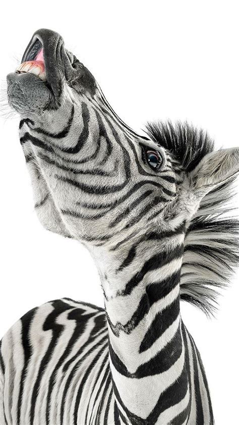 Zebra close up Black Animals, Cute Animals, Horse Equestrian, Animal ...