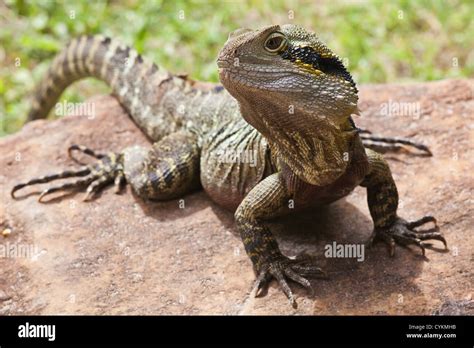 Iguana Queensland Qld Australia Lizard Reptile Close Up Stock Photo