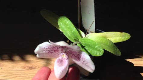 Orchid Flowers Beautiful Rare Paphiopedilum Bulbophyllum Youtube