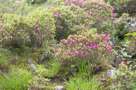 Willow Leaved Rhododendron Rhododendron Lepidotum Morten Ross