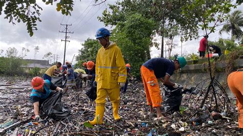 PLN Bersih Sampah Di Kawasan Mangrove Poka Ameks Online