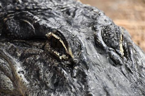 A Cuban Nile Hybrid Crocodile Stock Photo Image Of Danger Reptilian