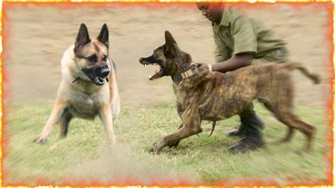 German Shepherd Vs Belgian Malinois