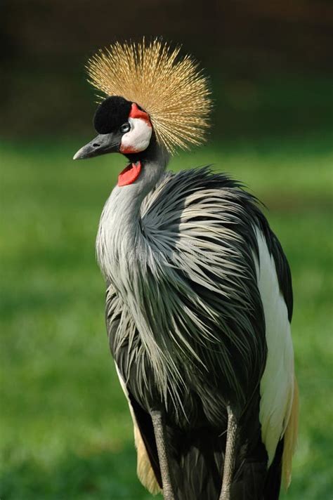 National Bird Of Uganda Stock Photos - Image: 475163