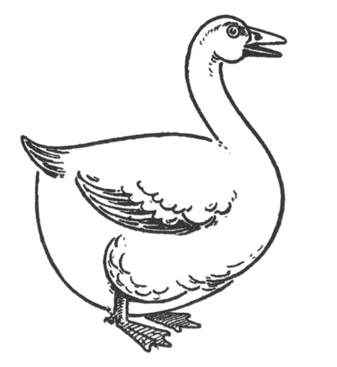 Drawing of a Goose (Step by Step!) - The Graphics Fairy