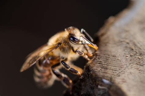 30000 Free Funny Bee And Bee Images Pixabay