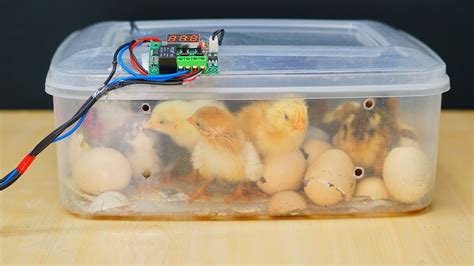 How To Make A Mini Egg Incubator At Home Hatched Result Youtube