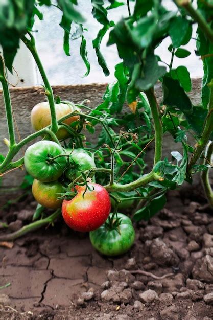 Arbustos de tomate tomates maduros em uma estufa doméstica Foto