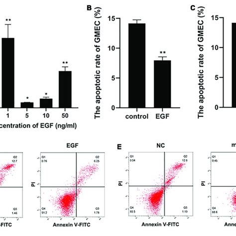 The Apoptosis Of Gmec Regulated By Egf And Mir A A Higher