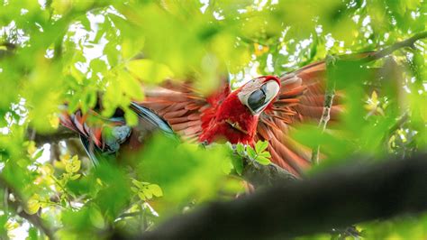 Nacieron Los Primeros Guacamayos Rojos En Argentina A A Os De Su