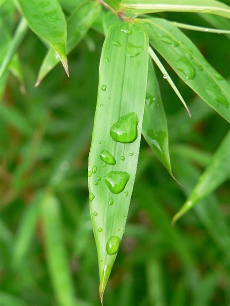 Phyllostachys Aureosulcata Aureocaulis Im Freiland Frostharter