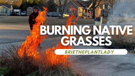 Burning Native Grasses Youtube