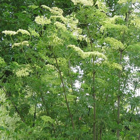 Sambucus Nigra Laciniata Sureau Lacinié Sureau Ornemental à