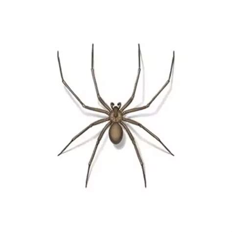 Brown Recluse Spider Identification | Recluse Spiders in Central Virginia