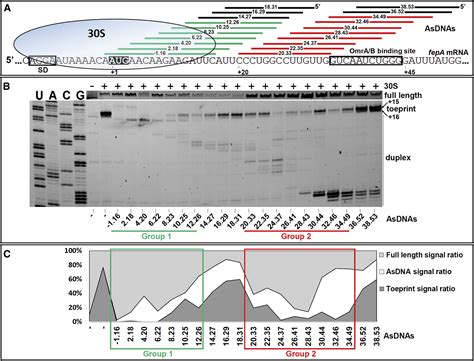 Stem Loop Structures Within Mrna Coding Sequences Activate Translation