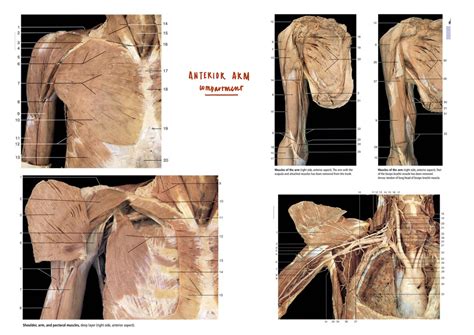 Anterior Arm Compartment Diagram Quizlet