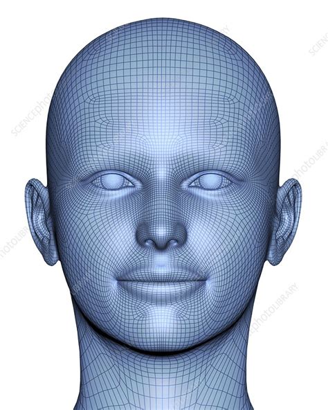 Wireframe head - Stock Image - F010/8446 - Science Photo Library